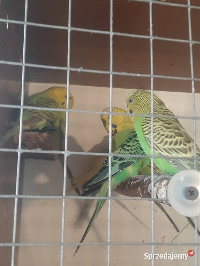 Papugi faliste Skała