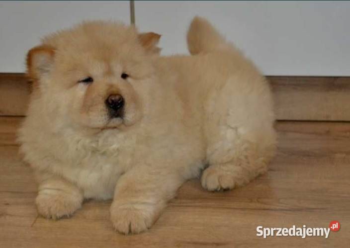 CHOW CHOW CZAU CZAU SZCZENIĘTA łódzkie Bielawy