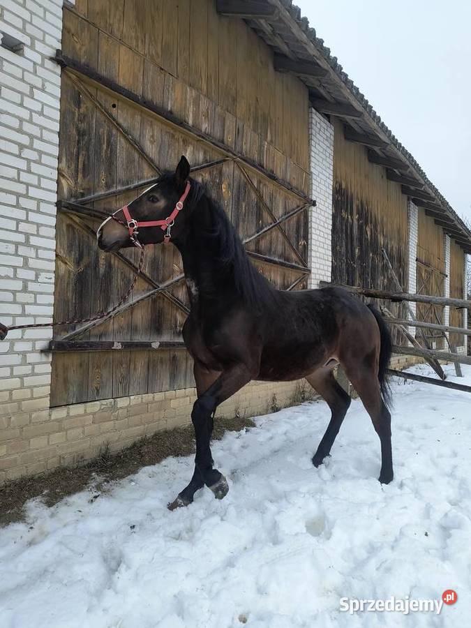 Ogier Małopolski Dolar