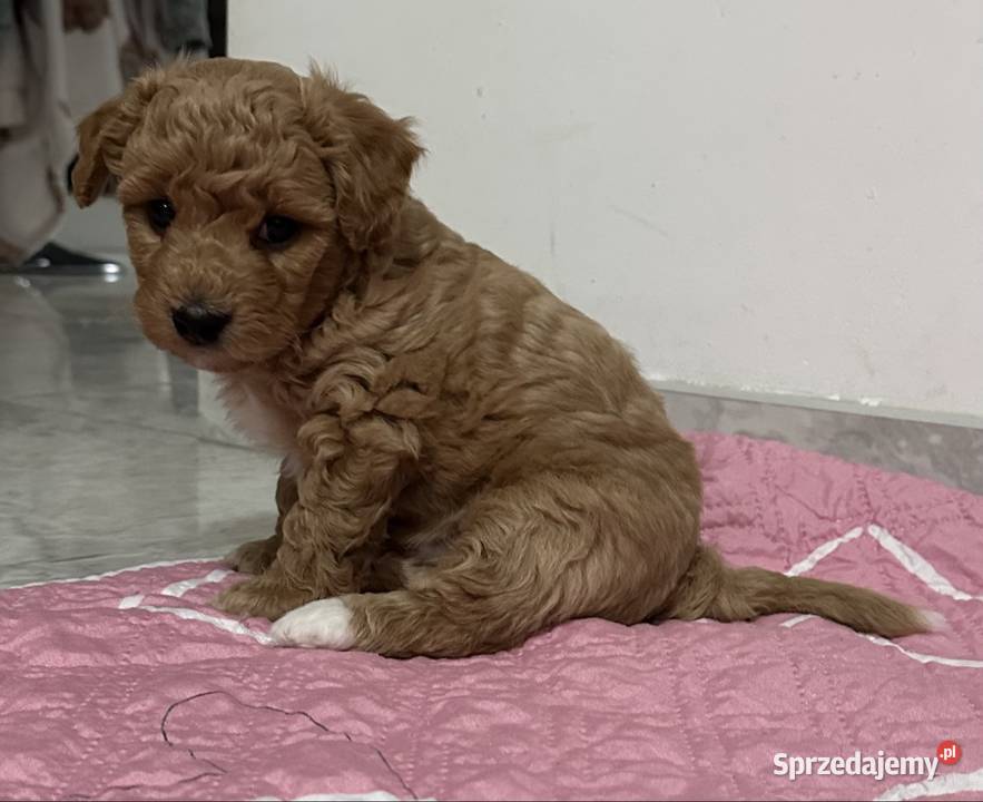 Piesek bichpoo bichon frise pudel toy nie Warszawa