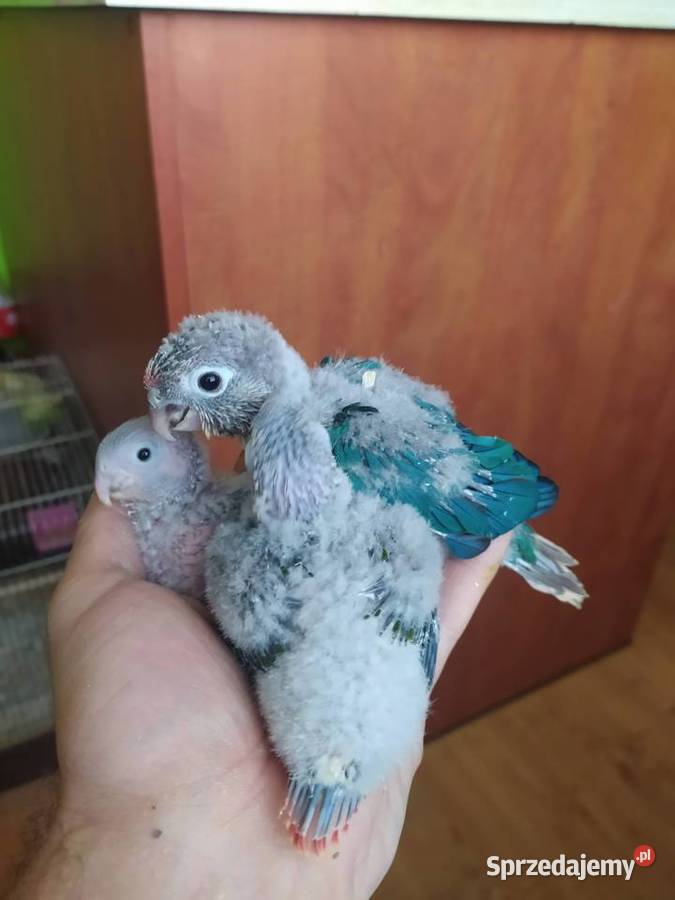 Papugi Rudosterki Ręcznie karmione