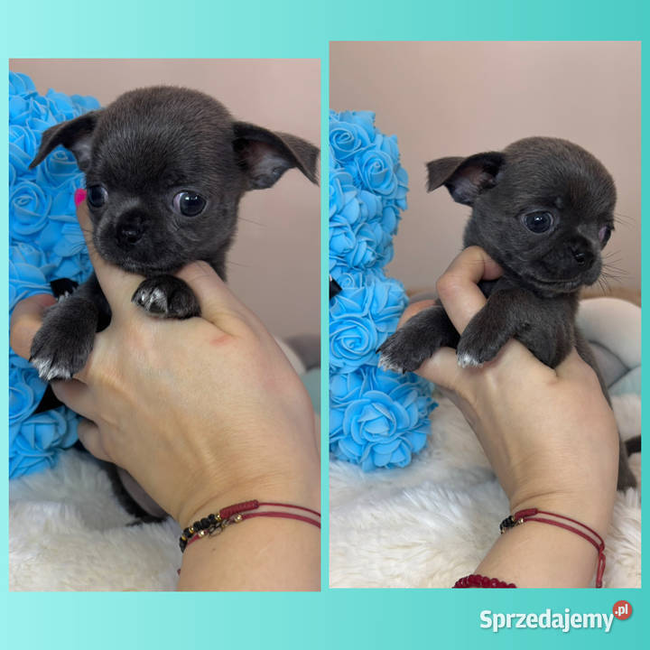 Chihuahua piesek krótkowłosy niebieski Blue sprzedam