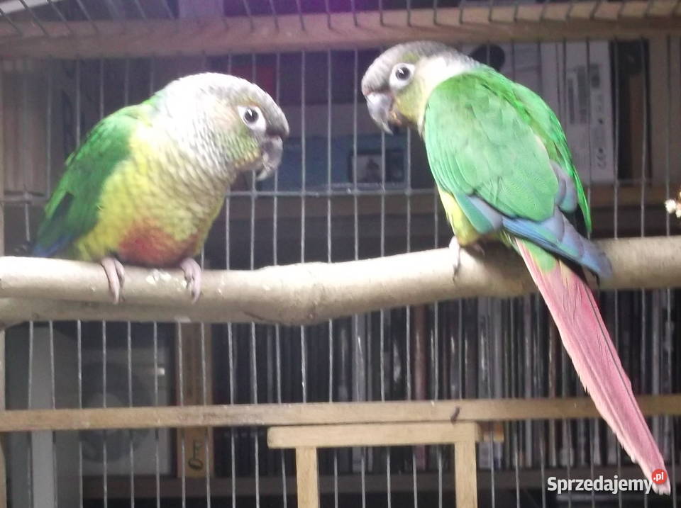 Sprzedam młode Rudosterki zielonolice