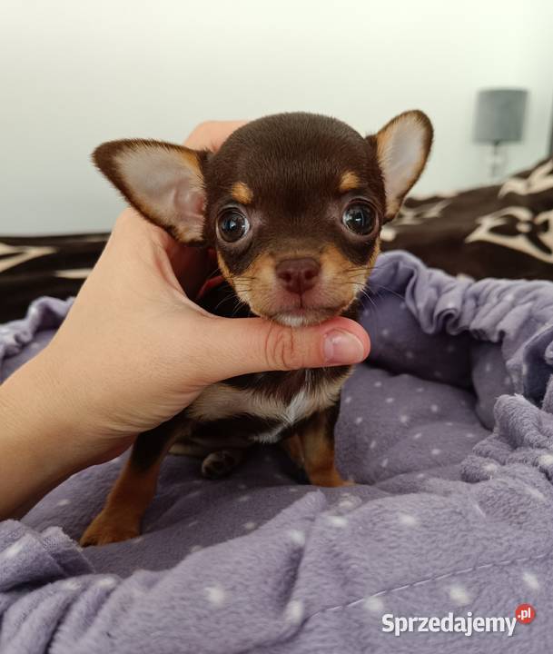 Chihuahua krótkowłosa czekoladowa suczka rodowód Bełchatów