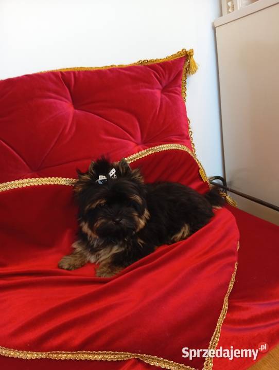 Maleńki samczyk Boss Yorkshire terrier nie York Orzesze sprzedam