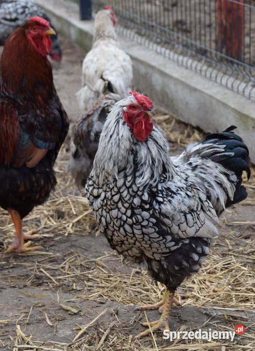 Jaja lęgowe kur wyandotte Pozostałe mazowieckie