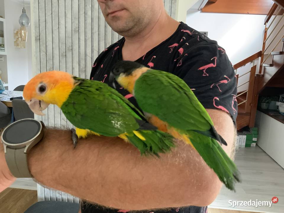 Barwinka białobrzucha oswojona samiec Mysłowice sprzedam