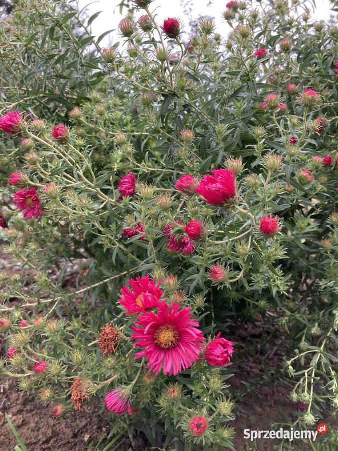 Aster różowy wieloletnie Lublin sprzedam