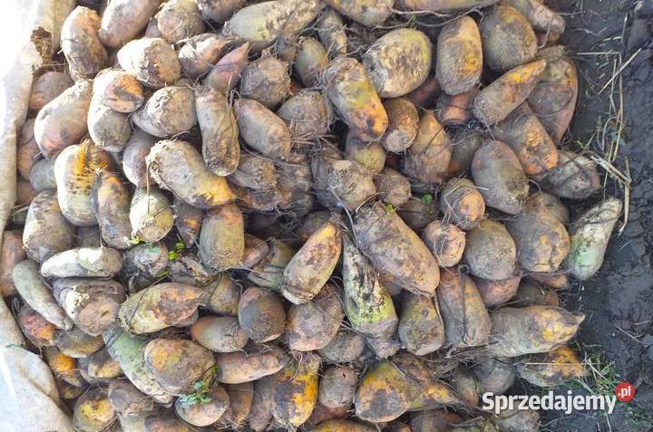 buraki pastewne małopolskie Nowe Brzesko