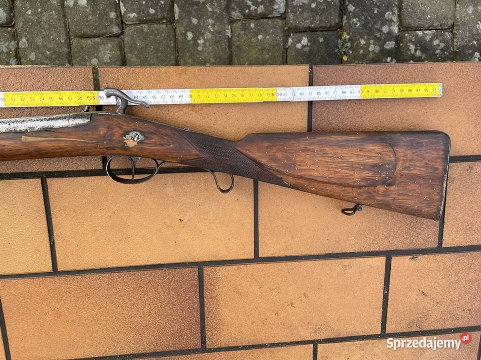 Ptaszniczka belgijska kapiszonowa Sport i Wypoczynek zachodniopomorskie Czaplinek