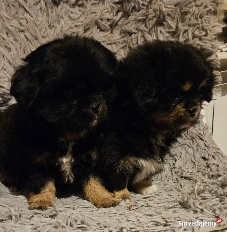 Szczeniaki Pekinczyka odrobaczone zaszczepione Psy świętokrzyskie Stopnica