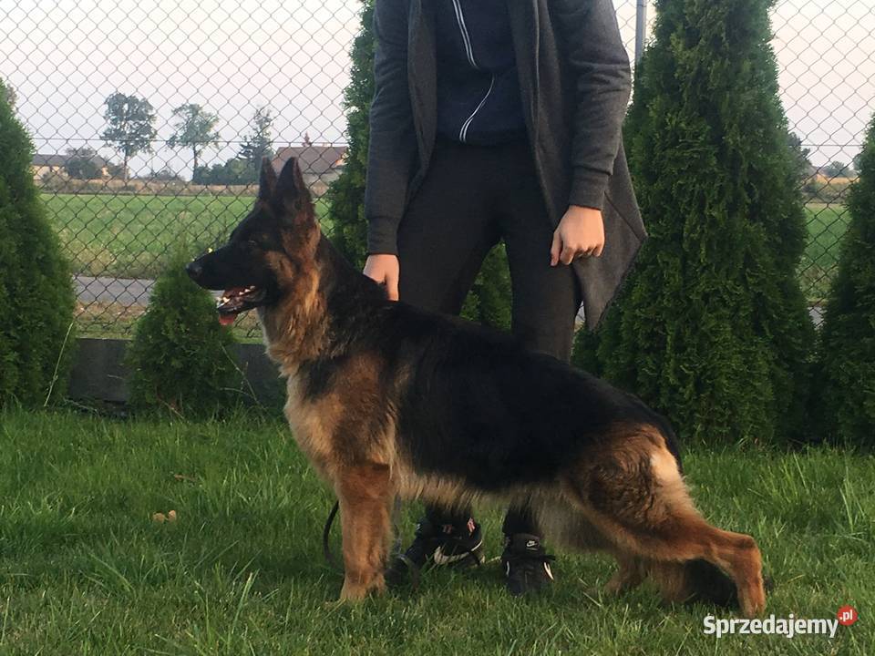 Szczeniaki owczarek niemiecki długowłosy Kiszkowo