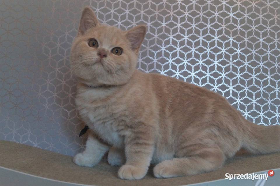 Kocurek Kremowy Brytyjska Rodowód PZFWCF Brytyjski Radzymin