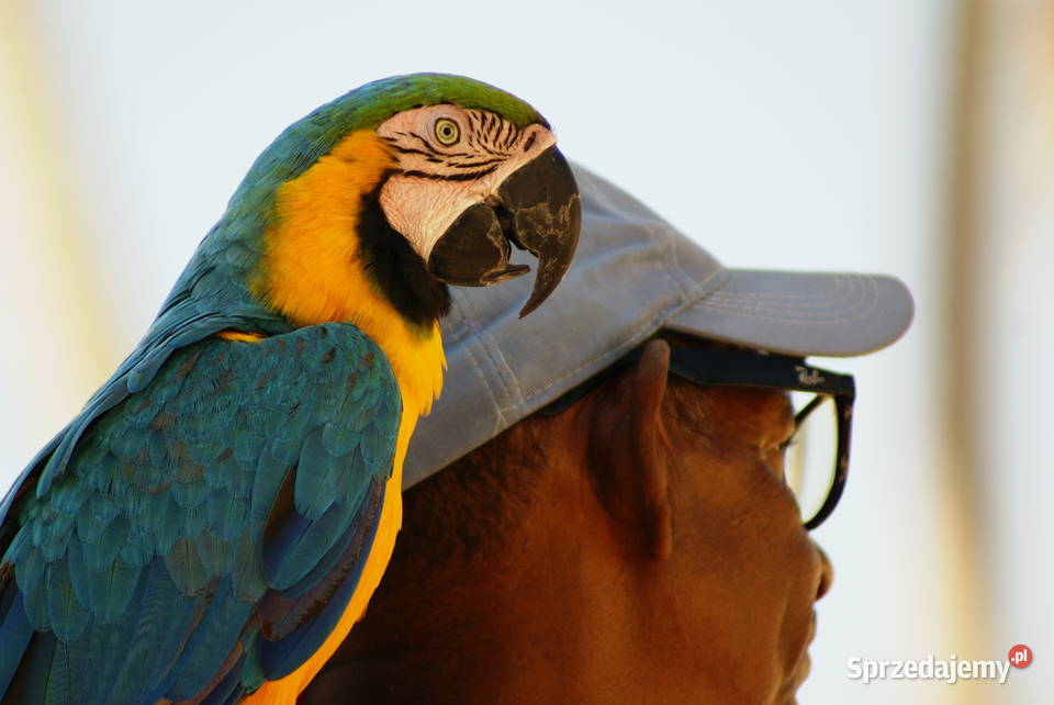 Usługi fotograficzne nagrywanie dronem Koluszki