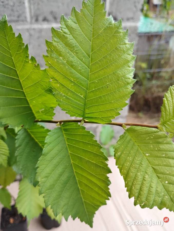 Wiąz szypułkowy sadzonki w doniczkach Ulmus małopolskie Buczków