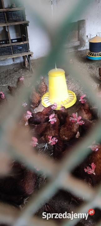 Sprzedam kury nioski Wólka Łózecka