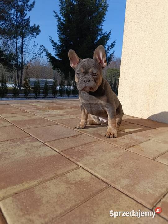 Buldog francuski blue tan chłopczyk Buldog Konradów