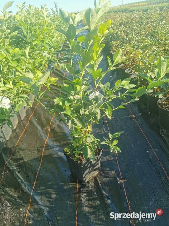 Borówka amerykańska