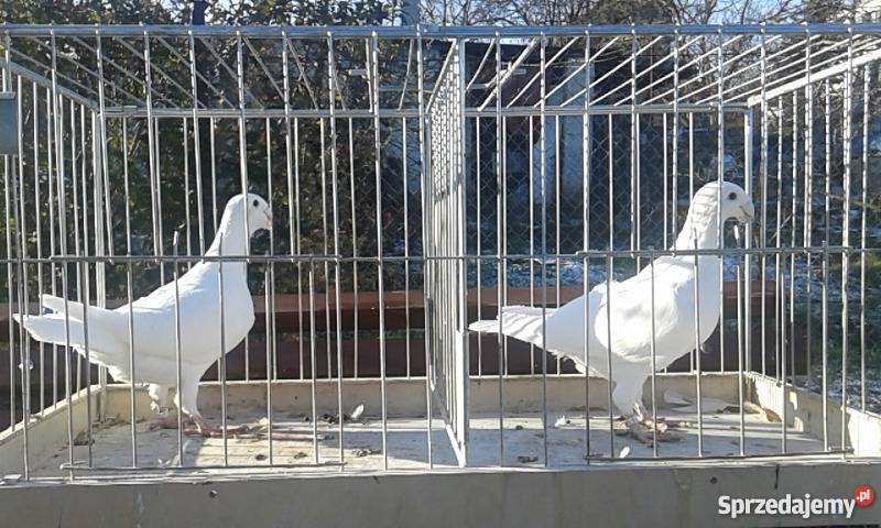 Sprzedam młode gołębie Niemieckie Wystawowe Wrocław sprzedam