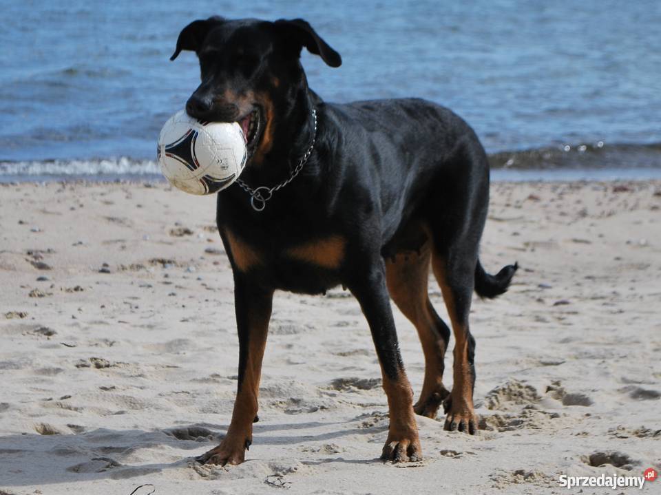 BEAUCERON piękne szczenięta z doskonałym Gdynia