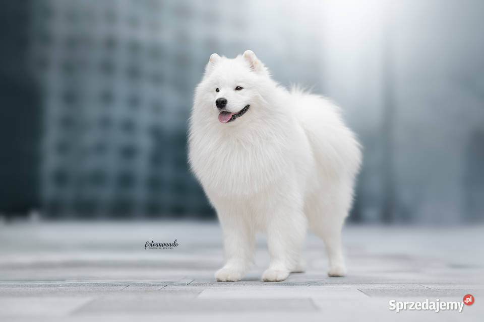 Szczeniaczki rodowodowe SAMOYED FCI ZKwP mazowieckie Garwolin