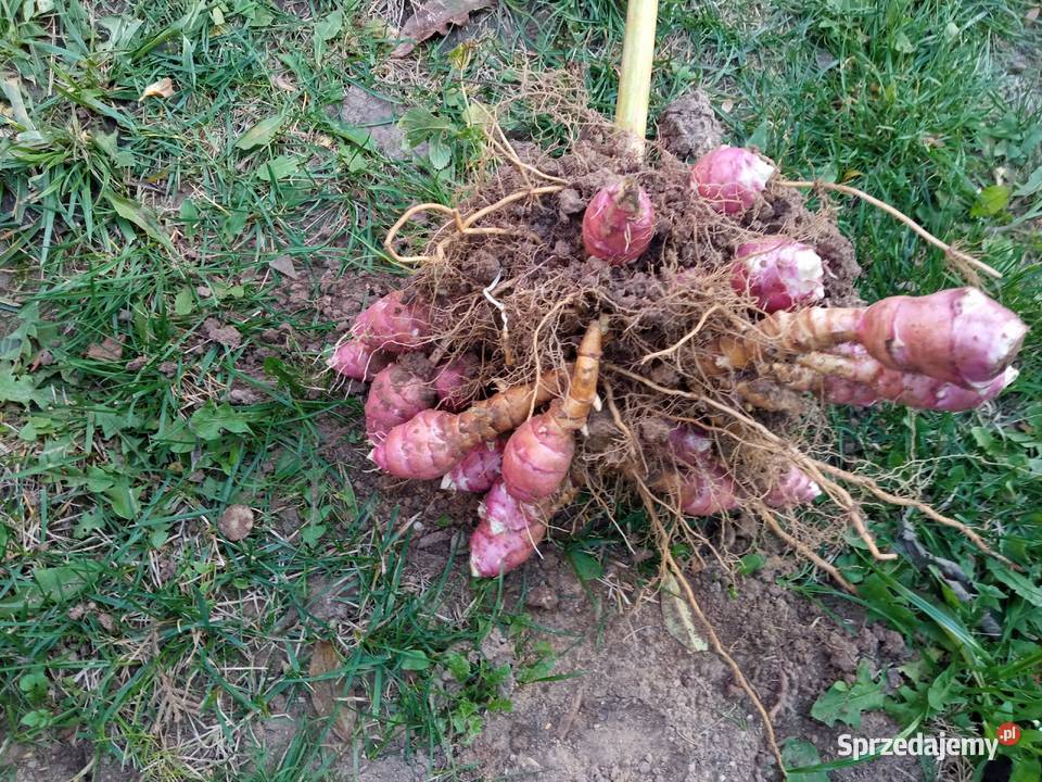 Topinambur sadzonki bulwy Ostrołęka