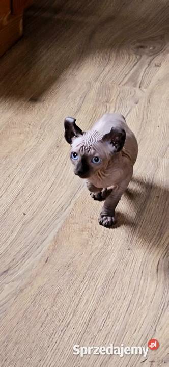 Gotowy do odbioru Sfinks POINT SPH SPHYNX SFINX Jaworzyna Śląska