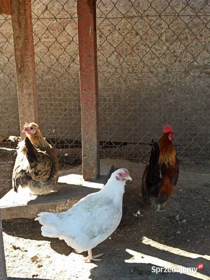 Jaja lęgowe liliputki Krupe