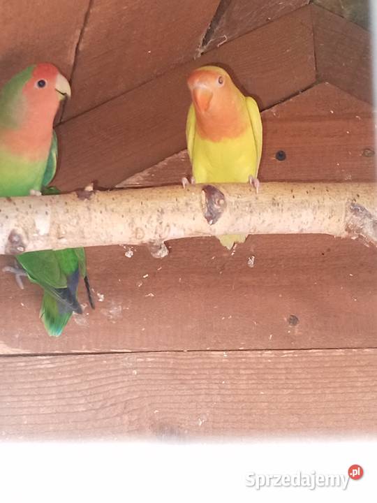 Sprzedam papugi nierozłączki Mechlin sprzedam