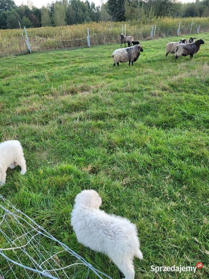 Owczarki podhalańskie Zdziarzec sprzedam