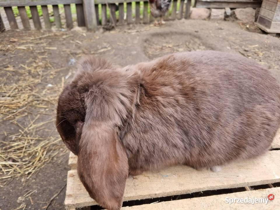 Samiec Baran francuski hawana Wola Rębkowska