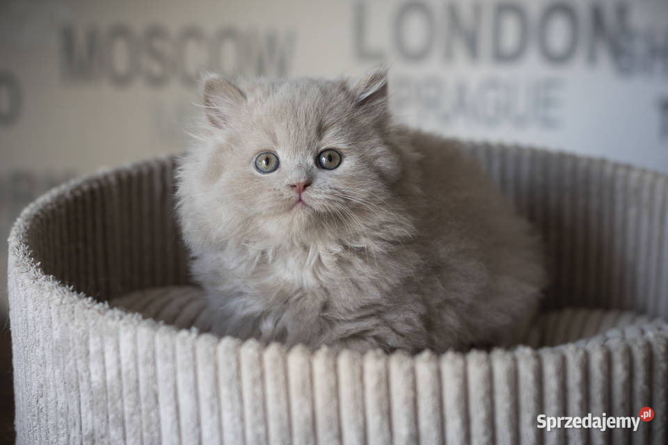 Brytyjski Długowłosy Kocur Długowłosy Płowy Brytyjski Kaźmierz