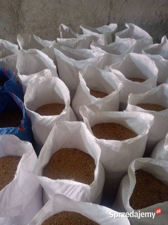 Pszenżyto Wólka Krzykowska