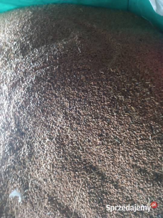 Pszenica ozima świętokrzyskie Kielce sprzedam