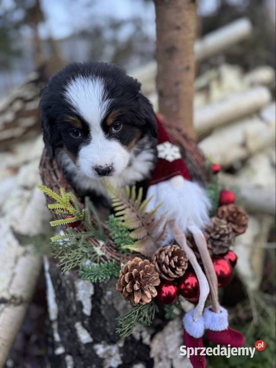 Piękna sunia Berneński Pies Pasterski z Warszawa