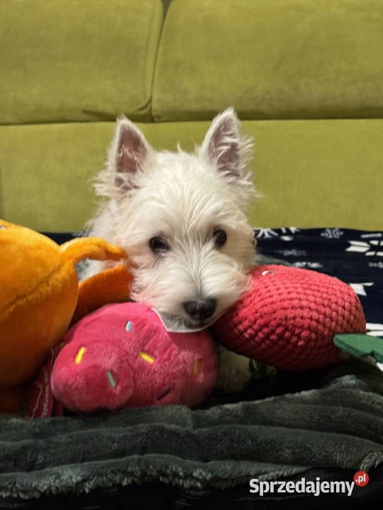 WEST HIGHLAND WHITE TERRIER West Highland White Terrier Ozimek