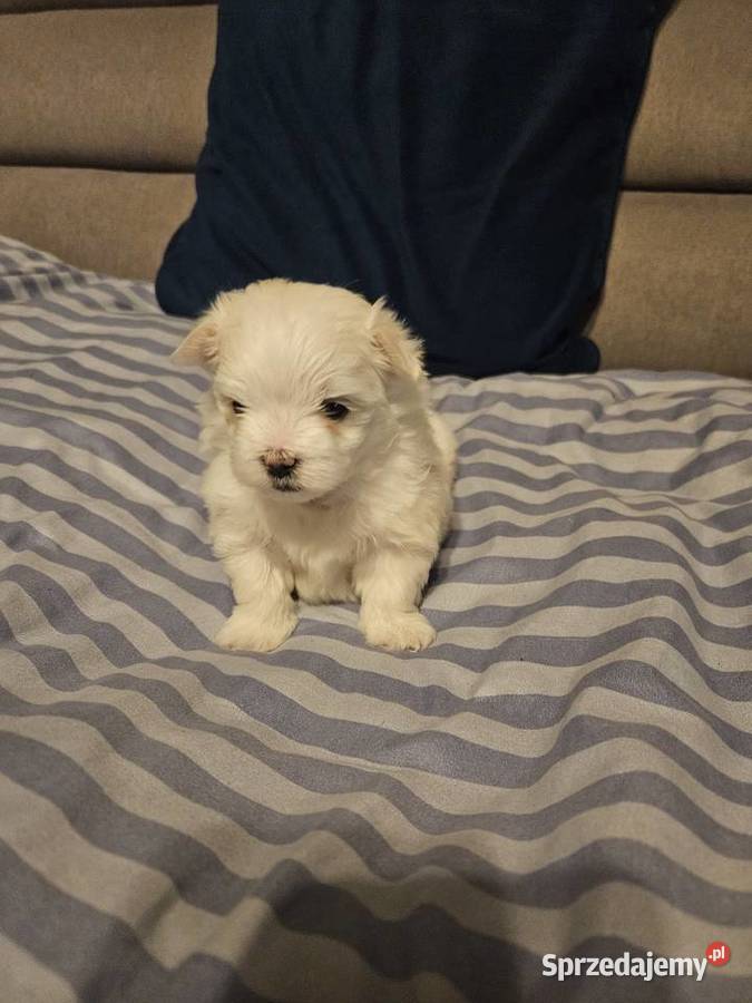 Suczka samiec rasy maltańczyk ur 25112025 gotowe