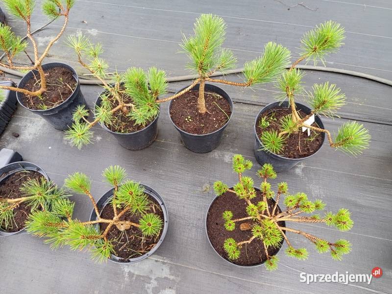 Sosna Mini Bonsai 50 Wrocław