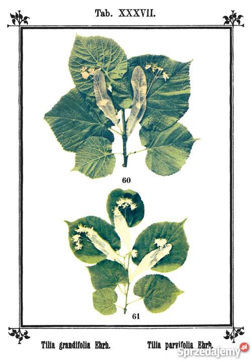 Ks SKNEIPP ZIELNIK Atlas roślin leczniczych Wyd Kozienice