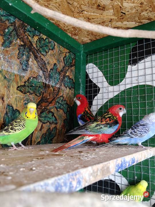 Sprzedam samicę rozelli białolicej Samary