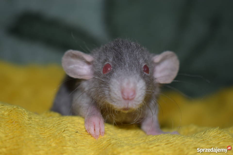 Szczury szczurki szczur dumbo dumbo rex dolnośląskie Wrocław