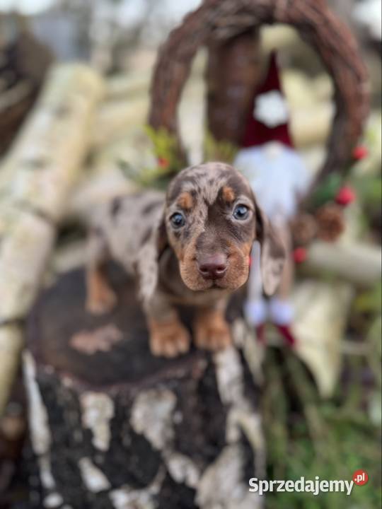 Wyjątkowa Sunia Jamnik miniaturowy Choco merle z Kraków sprzedam