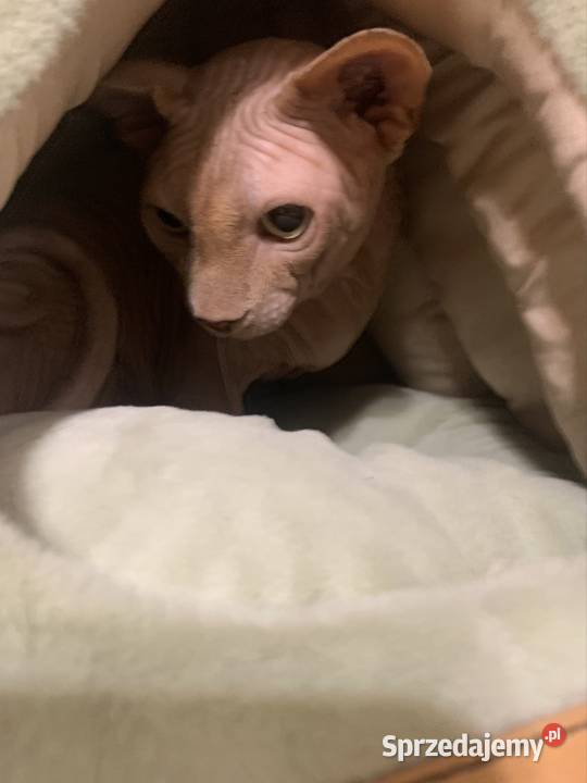 Sfinks Kanadyjski Reproduktor Leszno