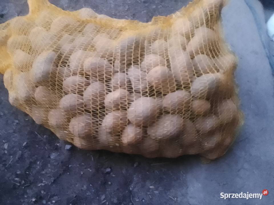 Ziemniaki sadzeniaki