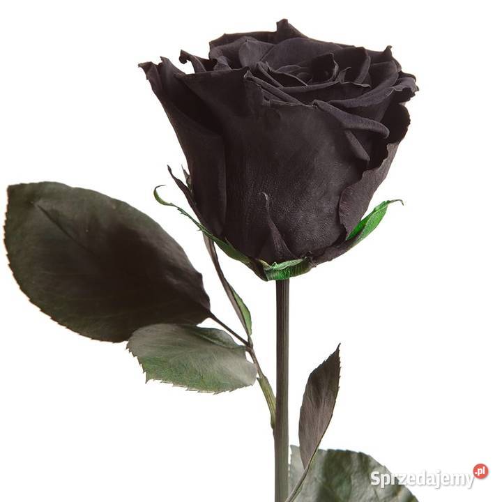 Czarna wieczna róża na łodydze 50 Grudziądz