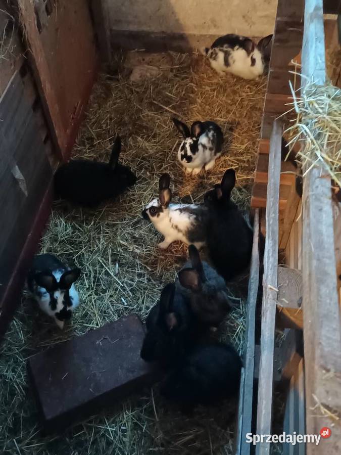 Sprzedam króliki 3 miesięczne Łapanów sprzedam