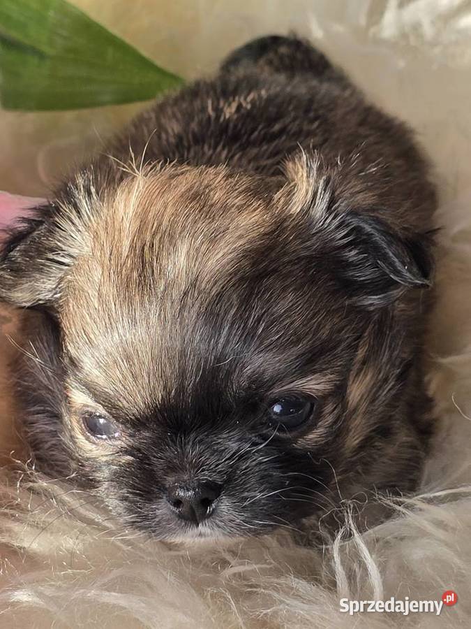 Chihuahua Sobolowy Mini Xxs Bielsko-Biała