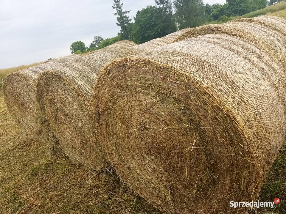 Siano bele 160 nowe z tego roku transport lubelskie Lublin