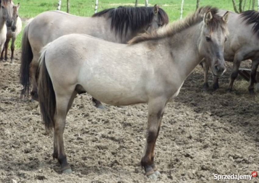 Konik polski źrebaki sprzedam Aleksandrów