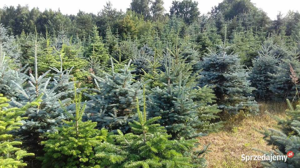 DNI OTWARTE NA PLANTACJI CHOINKOWEJ 2022 odcienie zieleni Osuchów sprzedam